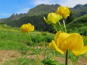 27 Trollius europaeus (Botton d'oro), sul sent. 219 con vista vero Tre Pizzi e Spondone 